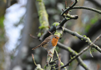 Robin Bird 