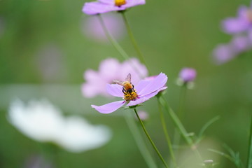 コスモスとミツバチ