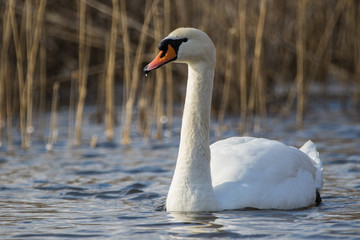 Mute swan on a lake in winter
