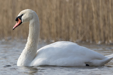 Mute swan on a lake in winter