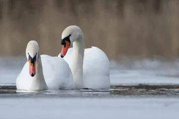 Foto op Aluminium Mute swan couple on a lake in winter © Marc Scharping