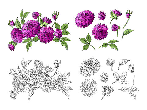 Set of purple dahlia bouquet and floral elements isolated on white background and monochrome copy elements, vector