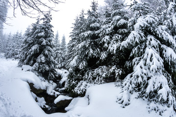 Snow pine tree forest at the Brocken, Harz, Germany