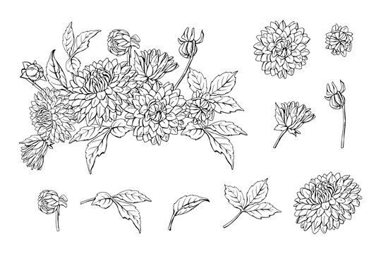 Set of monochrome dahlia bouquet and floral elements isolated on white background, vector