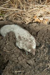 Eastern Mole tunneling underground taken in southern MN