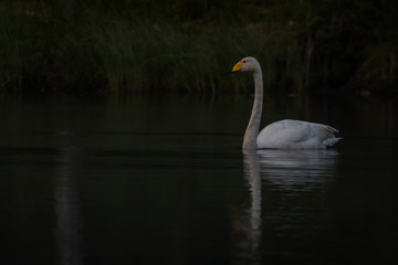 Whooper swan in a pond