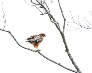 Red-shouldered Hawk out on a branch!