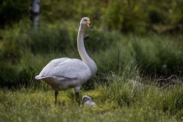Whooper swan with chick at a pond