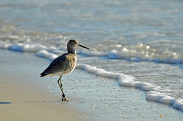 Detailed close up of American short-billed dowitcher sandpiper standing on the Gulf Coast shore of blue green surf and white sea foam.  Sunlite from front with long shadow of slightly lifted leg.