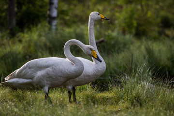 Whooper swan couple at a pond