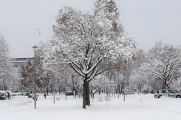 Tree covered by snow in a winter park