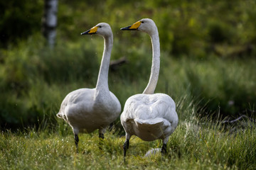 Whooper swan couple at a pond