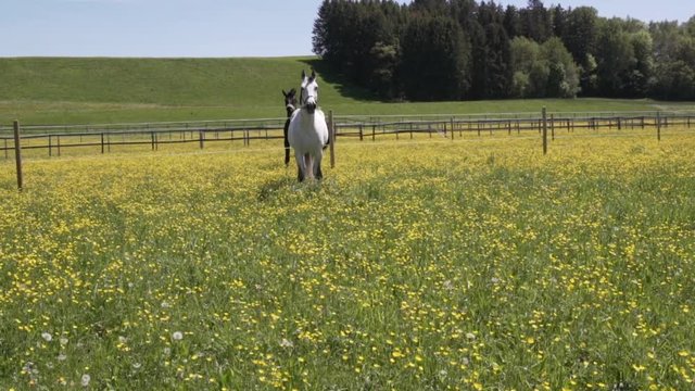 White Horse eating on a flower grass field in summertime