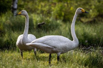 Whooper swan couple at a pond