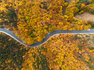 aerial view on road in autumn forest