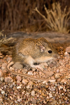 Hispid Pocket Mouse Chaetodipus hispidus