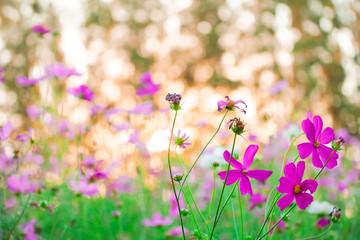 Fototapeta premium cosmos flowers