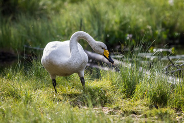 Whooper swan at a pond