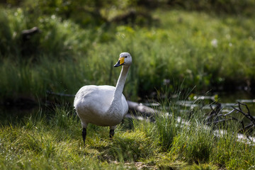 Whooper swan at a pond