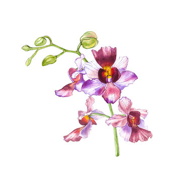 Watercolor orchid branch, hand drawn floral illustration isolated on a white background. Flora watercolor illustration, botanical painting, hand drawing.