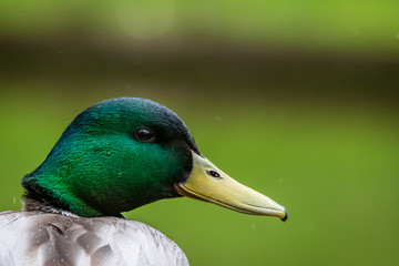 Portrait of a Mallard on a lake