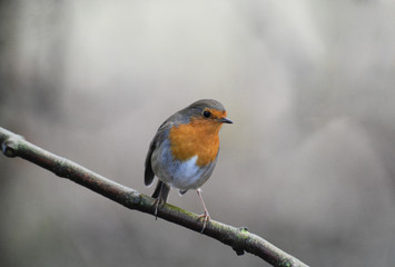 European Robin Bird