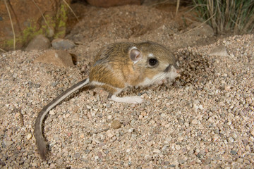 Ord's Kangaroo Rat