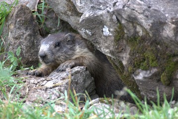 Murmeltier im Alpstein
