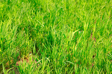 weeds in the wild