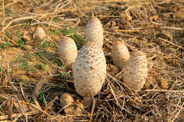 Wild mushrooms in the fields