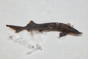 sterlet (Acipenser ruthenus) close up on snow. Winter fishing