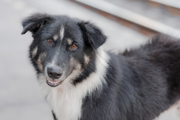 Eye contact of street doc at railway station, Bangkok, Thailand.