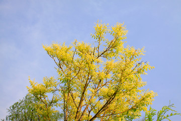 Fototapeta premium Chinese scholar tree leaves