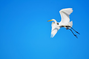 Beautiful great white egret with wings bent and shiny black legs outstretched in flight, tail spread, long S shaped neck,  shown in the upper right hand corner against a clear blue sky background.