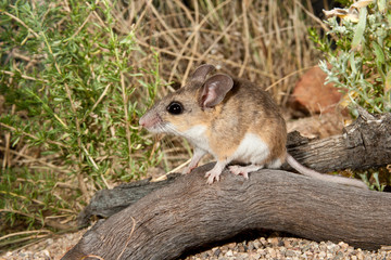 Brush Mouse taken in SE Arizona in the wild
