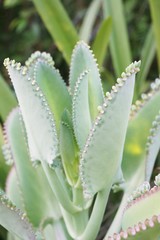 Fototapeta premium Kalanchoe hybrid plant in nature garden
