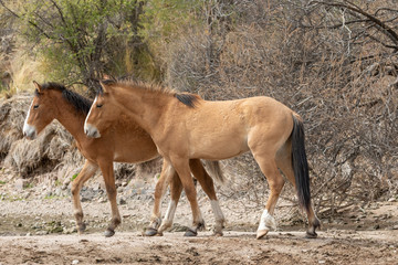 Fototapeta premium Wild Horses on the Salt River Arizona