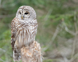 Barred Owl - 239697556