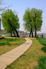 trees and path in the park