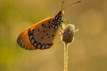 The Tawny Coster butterfly (Acraea violae) on flower and green nature