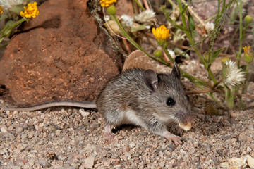White-footed Mouse taken in SE Arizona in the wild