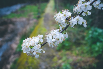 Springtime in Spain