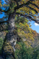 Autumn colors in a huge tree
