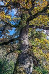 Autumn colors in Navarra