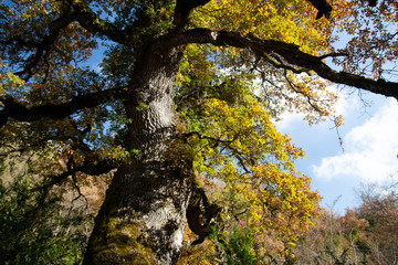 Autumn colors in a tree