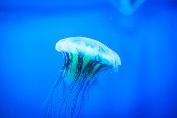 beautiful and dangerous animal of the underwater world. Sea jellyfish swims in aquarium.