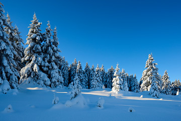 Pristine Winter Landscape of fir trees covered by fresh snow under sunny blue sky