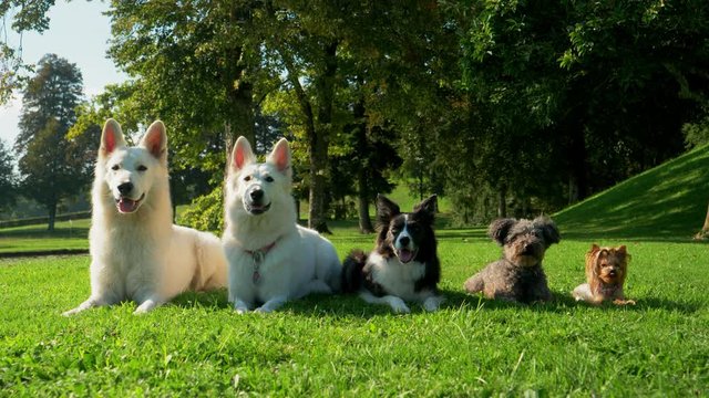 SLOW MOTION: Five dogs lying in the park in a line, from the biggest to the smallest. Looking towards the camera. They stay in the same position. Waiting for their treat. 