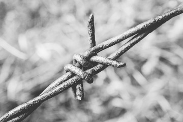 Old rusty barbed wire, close up. Electrified fence with barbed wire. Restricted area, jail prison...