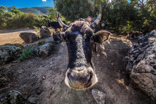primo piano di una vacca nel Golgo di Baunei - Ogliastra - Sardegna - Italia